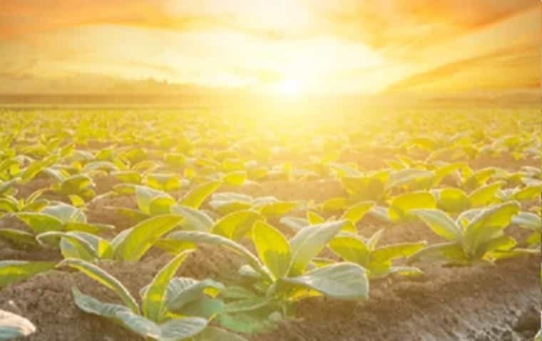 A glimpse of a Virginia tobacco field, bathed in the early morning sun.